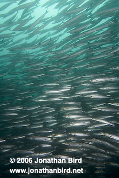 Pelican Barracuda [Sphyraena idiastes]