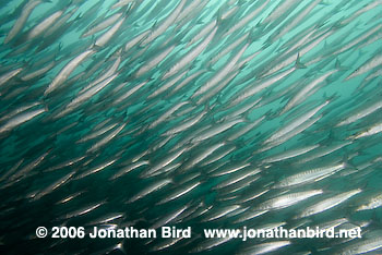 Pelican Barracuda [Sphyraena idiastes]