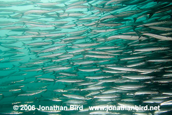 Pelican Barracuda [Sphyraena idiastes]