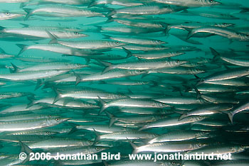 Pelican Barracuda [Sphyraena idiastes]