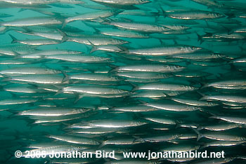 Pelican Barracuda [Sphyraena idiastes]