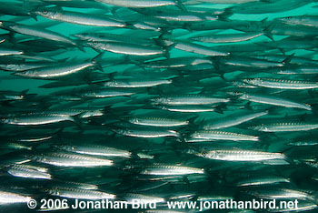 Pelican Barracuda [Sphyraena idiastes]