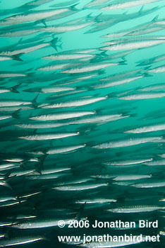 Pelican Barracuda [Sphyraena idiastes]