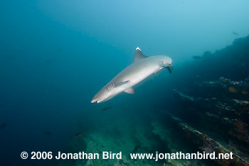 White Tip Reef  Shark [Triaenodon obesus]