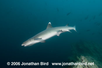 White Tip Reef  Shark [Triaenodon obesus]