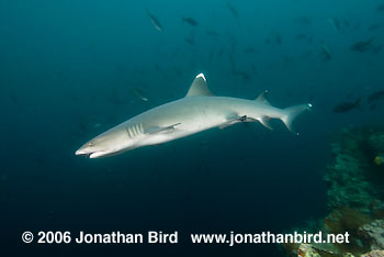 White Tip Reef  Shark [Triaenodon obesus]