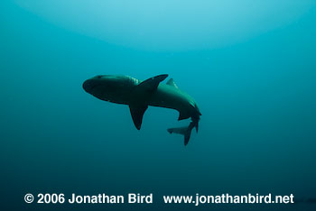 White Tip Reef  Shark [Triaenodon obesus]