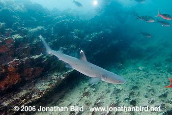 White Tip Reef  Shark [Triaenodon obesus]