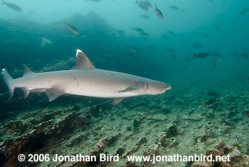 White Tip Reef  Shark [Triaenodon obesus]