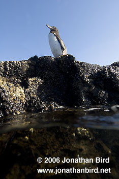 Galapagos Penguin [Spheniscus mendiculus]