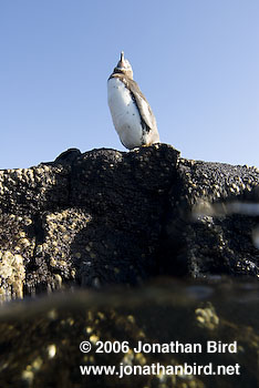 Galapagos Penguin [Spheniscus mendiculus]