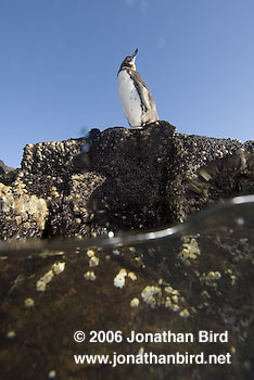 Galapagos Penguin [Spheniscus mendiculus]