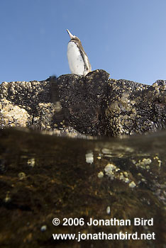 Galapagos Penguin [Spheniscus mendiculus]