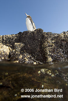 Galapagos Penguin [Spheniscus mendiculus]