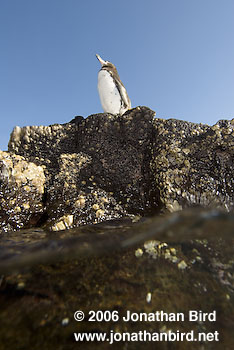 Galapagos Penguin [Spheniscus mendiculus]
