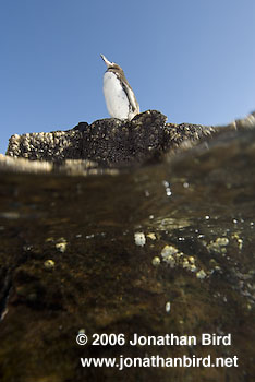 Galapagos Penguin [Spheniscus mendiculus]