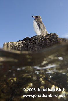 Galapagos Penguin [Spheniscus mendiculus]