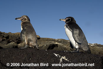 Galapagos Penguin [Spheniscus mendiculus]