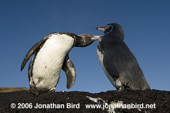 Galapagos Penguin [Spheniscus mendiculus]