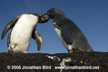 Galapagos Penguin [Spheniscus mendiculus]