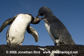 Galapagos Penguin [Spheniscus mendiculus]