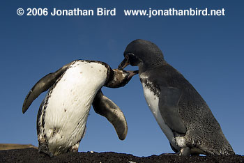 Galapagos Penguin [Spheniscus mendiculus]