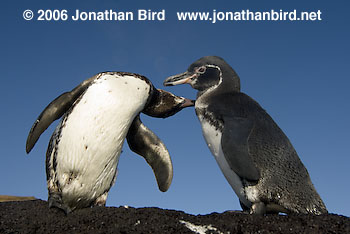 Galapagos Penguin [Spheniscus mendiculus]