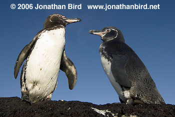 Galapagos Penguin [Spheniscus mendiculus]