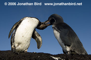 Galapagos Penguin [Spheniscus mendiculus]