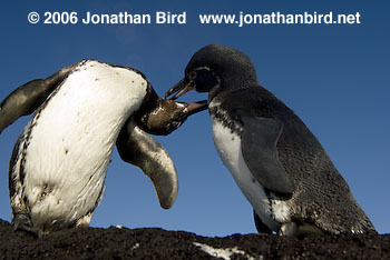 Galapagos Penguin [Spheniscus mendiculus]