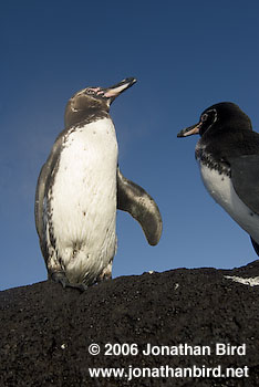 Galapagos Penguin [Spheniscus mendiculus]