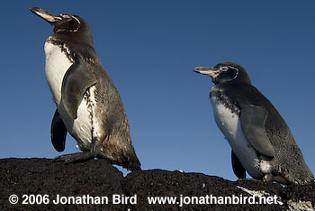 Galapagos Penguin [Spheniscus mendiculus]