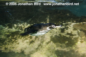 Galapagos Penguin [Spheniscus mendiculus]