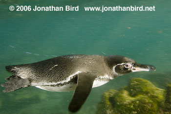 Galapagos Penguin [Spheniscus mendiculus]