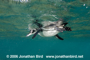 Galapagos Penguin [Spheniscus mendiculus]