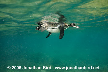 Galapagos Penguin [Spheniscus mendiculus]