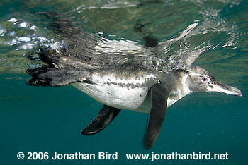 Galapagos Penguin [Spheniscus mendiculus]