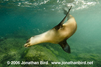 Galapagos Sea lion [zalophus californianus wollebaeki]