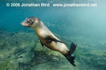 Galapagos Sea lion [zalophus californianus wollebaeki]