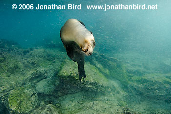 Galapagos Sea lion [zalophus californianus wollebaeki]