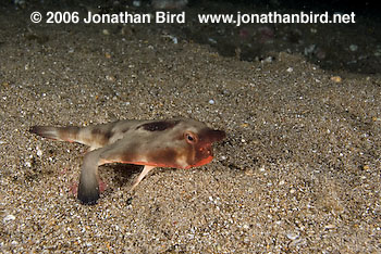 Red Lip Batfish [Ogcocephalus darwini]