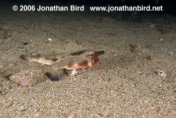 Red Lip Batfish [Ogcocephalus darwini]