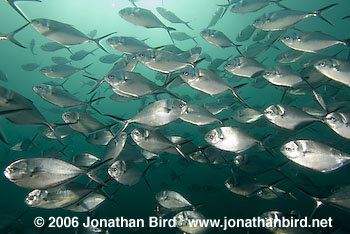 Steel Pompano Fish [Trachinotus stilbe]