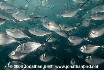 Steel Pompano Fish [Trachinotus stilbe]