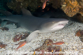 White Tip Reef  Shark [Triaenodon obesus]