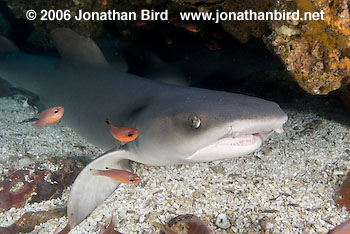 White Tip Reef  Shark [Triaenodon obesus]