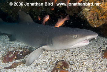 White Tip Reef  Shark [Triaenodon obesus]