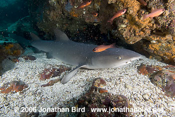 White Tip Reef  Shark [Triaenodon obesus]