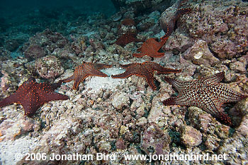  Sea star [--]