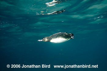 Galapagos Penguin [Spheniscus mendiculus]